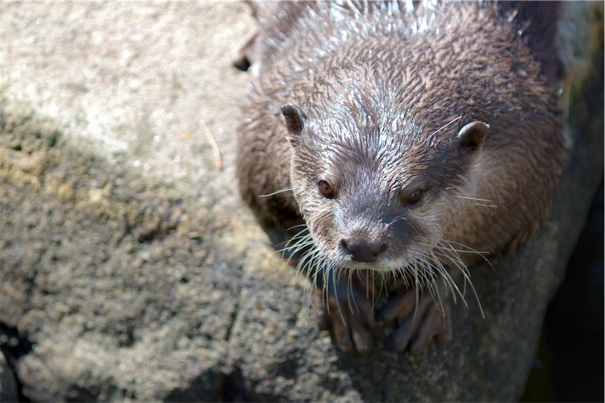 Otter 0718